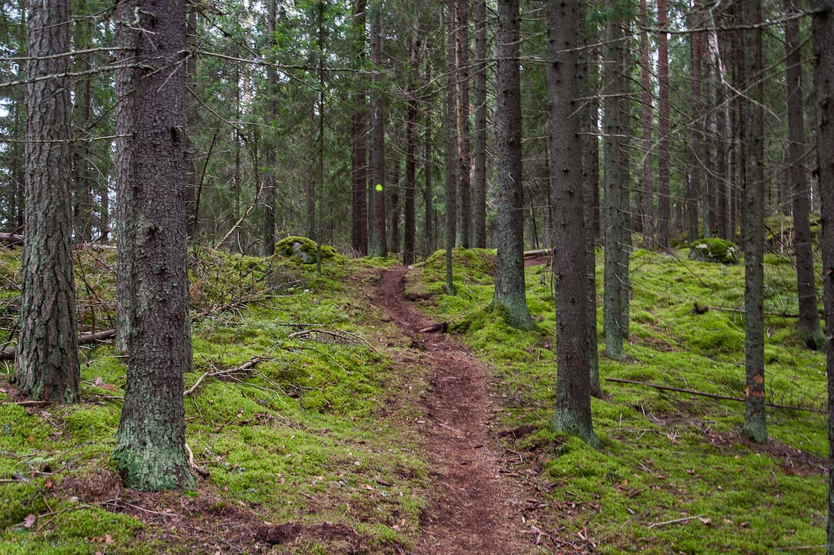 Wanderweg (mittig) durch einen Wald in Finnland