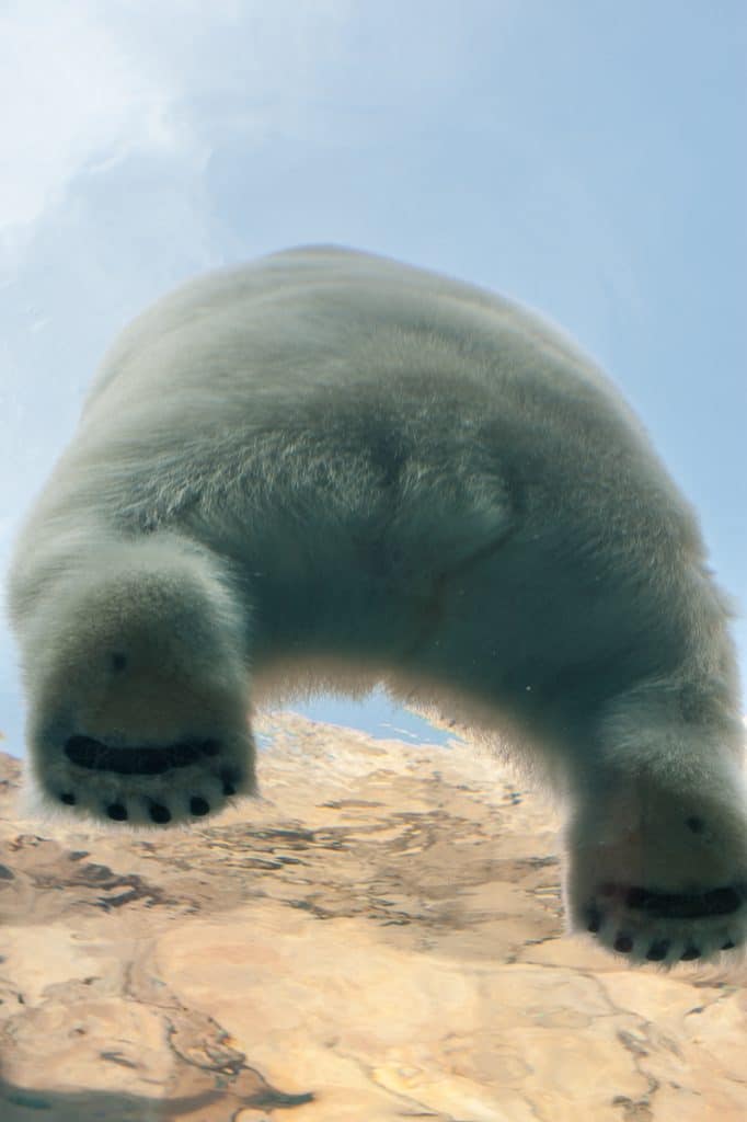 Fluffy Polar Bear Butt