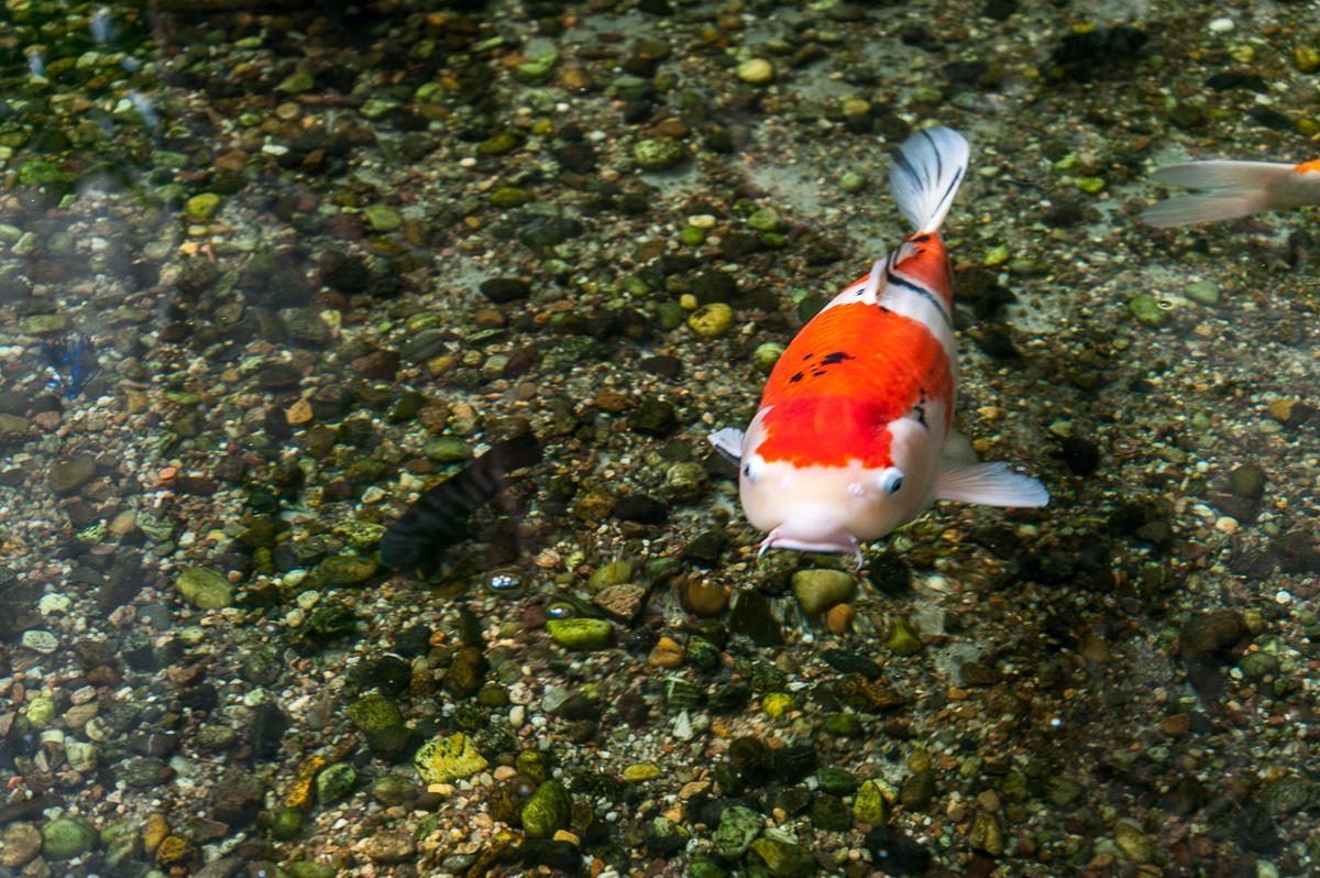 Koi-Karpfen