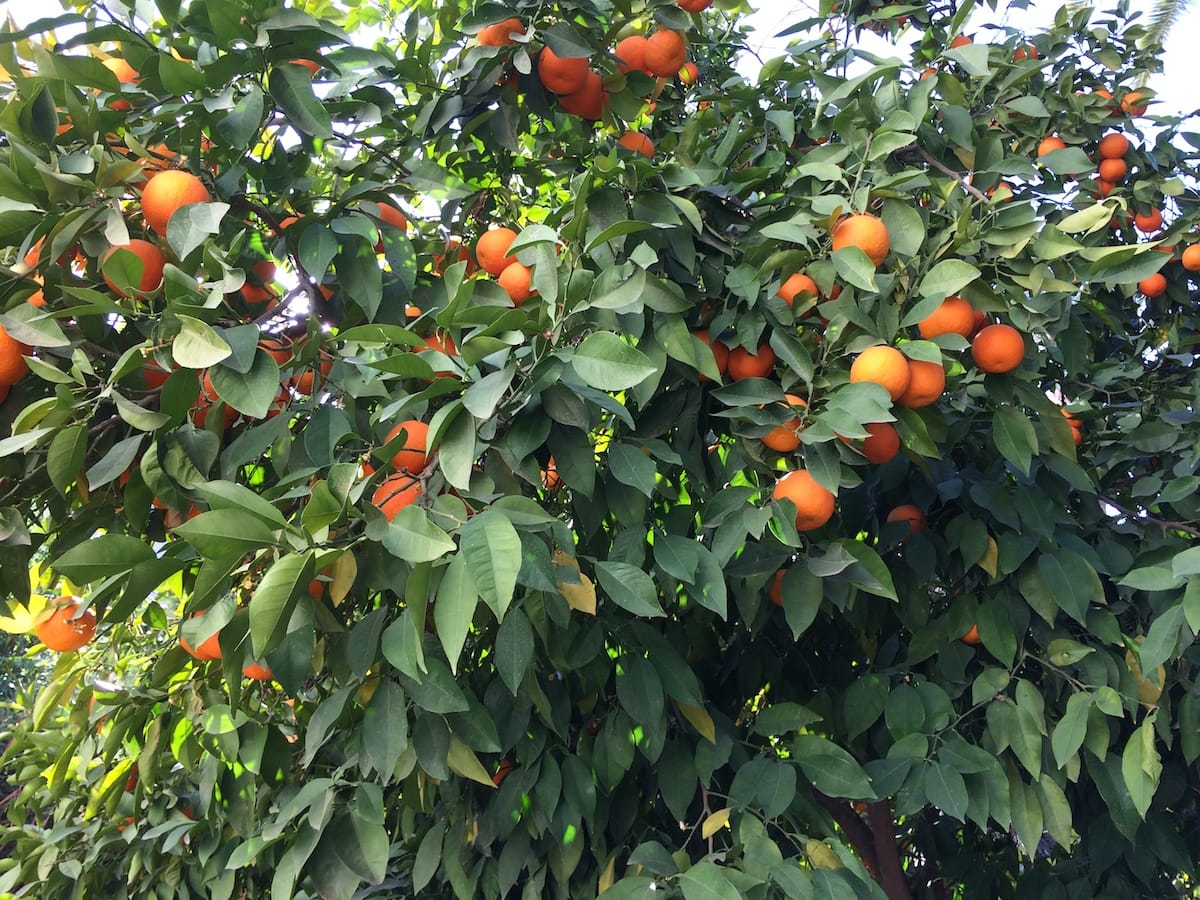 Orangenbäume