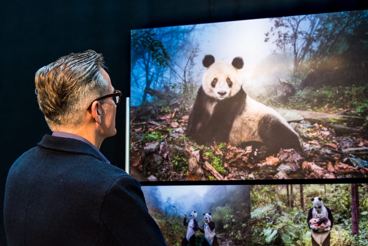 Ami Vitale und ihre Fotoserie über Große Pandas