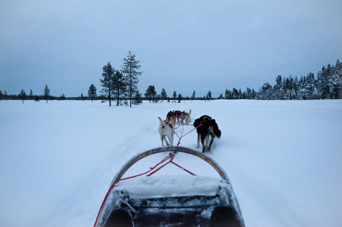 Schlittenhundefahrt zur Blauen Stunde