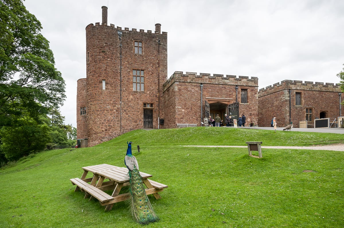 Pfau vor Powis Castle