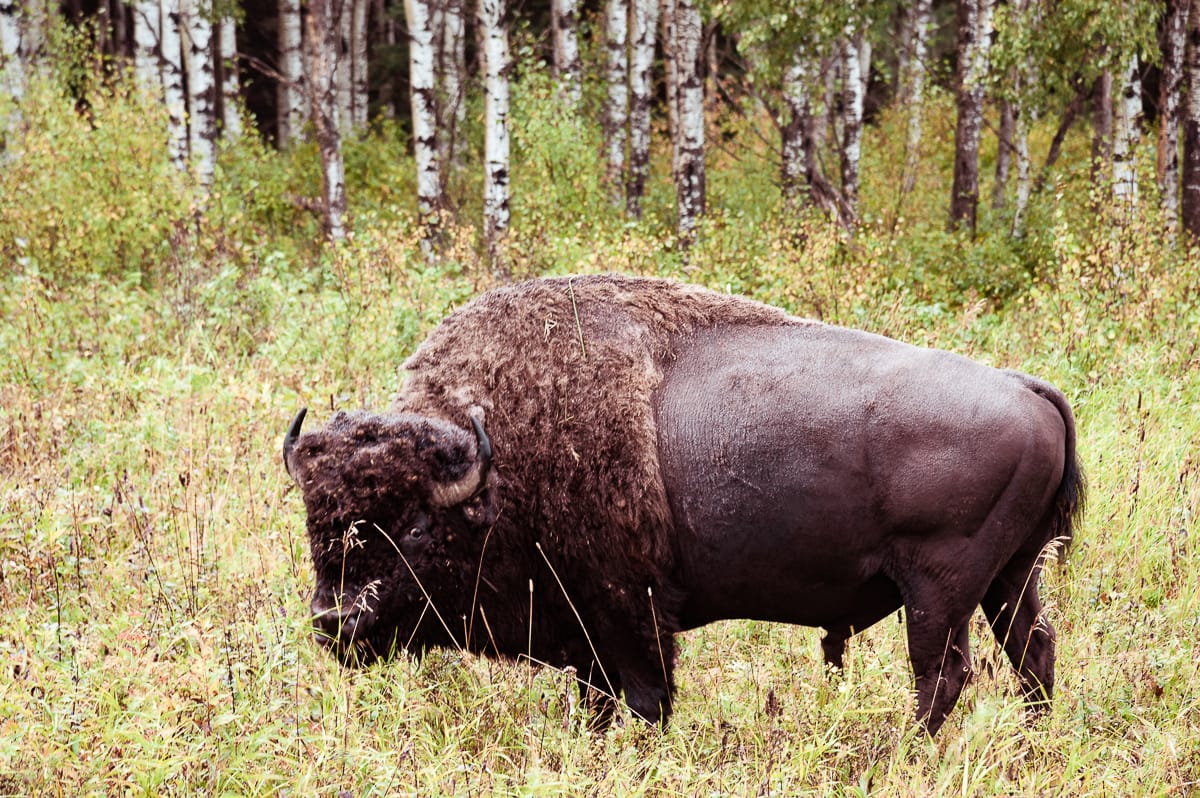 Bison von Nahem, aufgenommen im Riding Mountain Natiional Park mit einem Teleobjektiv.
