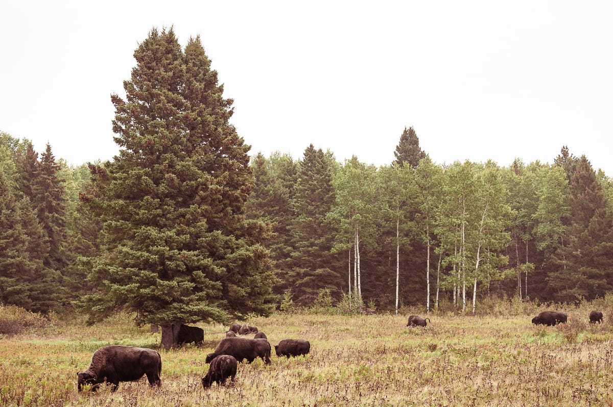 Amerikanische Bisons auf dem Grasland im Riding Mountain National Park.