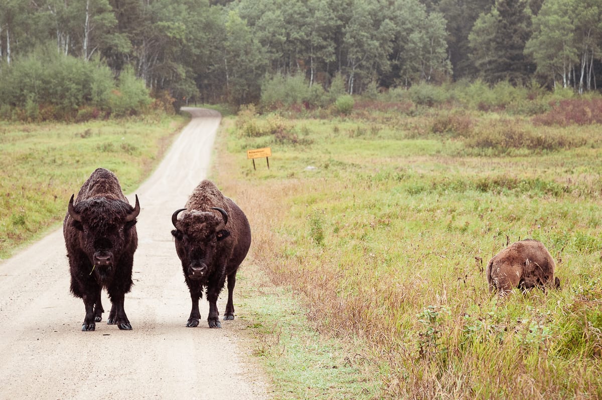 Wer hält dem Blick länger stand? Bisons vor uns starren uns an.