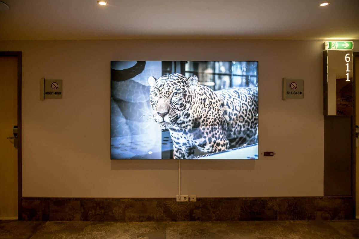 Leopard im 6. Stock des Mercure Hotel Berlin City