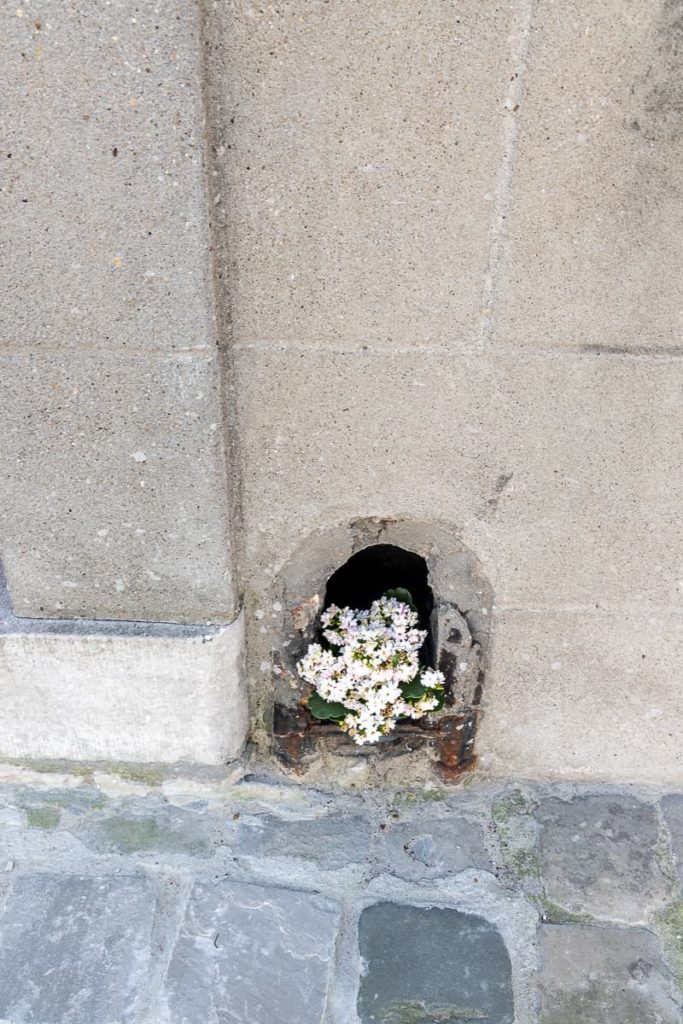 Ein alter rostiger Schuhabstreifer in Brügge, der neben eine Tür eingemauert war, abgebrochen, brüchige Mauer, eine Blume mit lauter kleinen Blüten wächst aus der Öffnung.