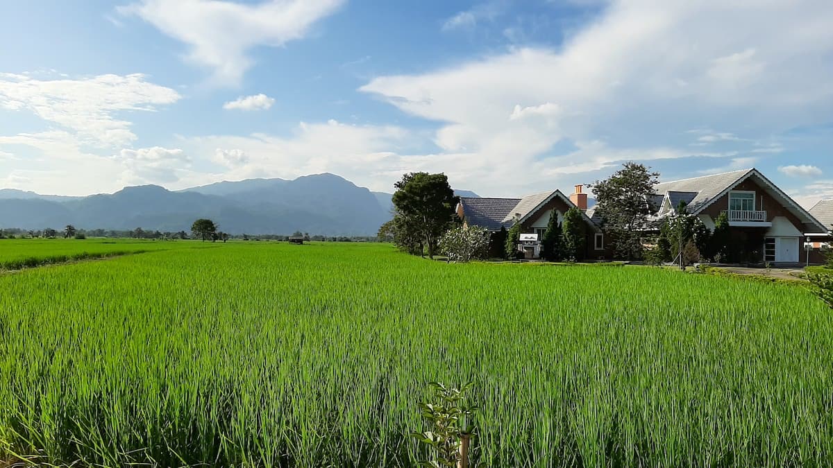 Haus in den grünen Reisfeldern, Thailand. Foto: Stefan Wagner