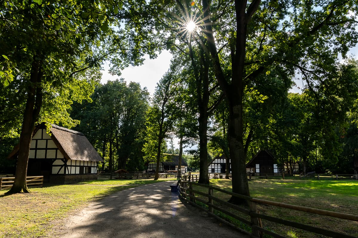 Weg zum Museumshof Rahden mit hohen Eichen, durch die die Sonne scheint.