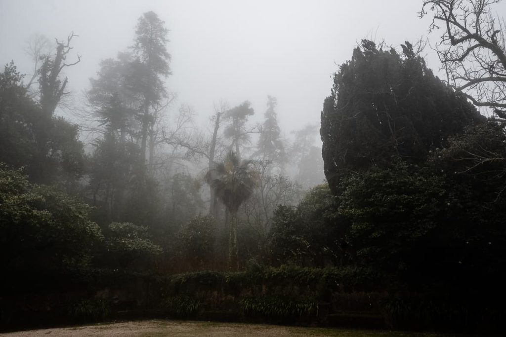 Nationalwald von Bussaco im Nebel.