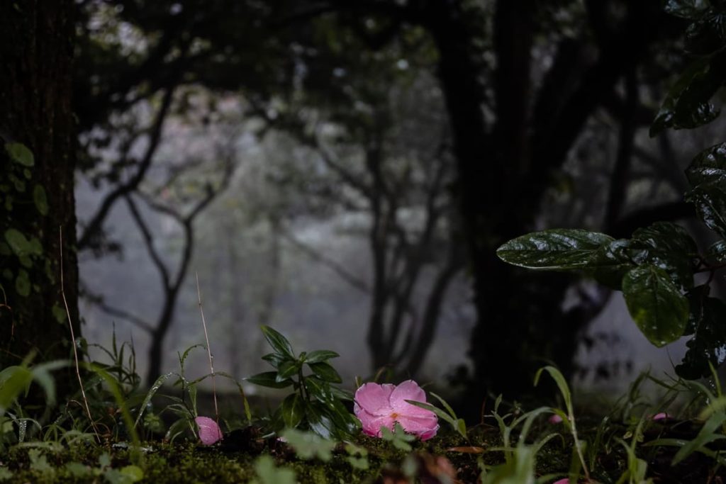 Blumen und Grasbewuchs im Nationalwald von Bussaco im Nebel.