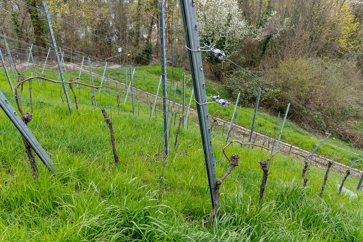 Weinstöcke am Turmberg  des Staatsweinguts Karlsruhe-Durlach.