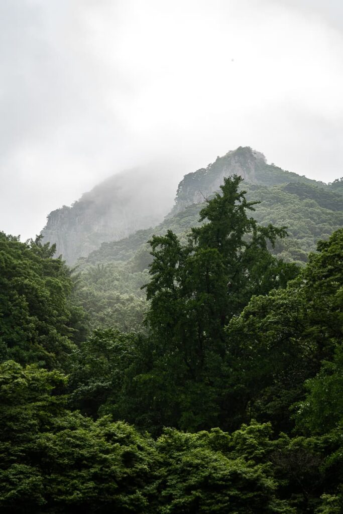 Nebelverhangene und stark bewachsene Berge in Südkorea, Provinz Jeollanam-do.