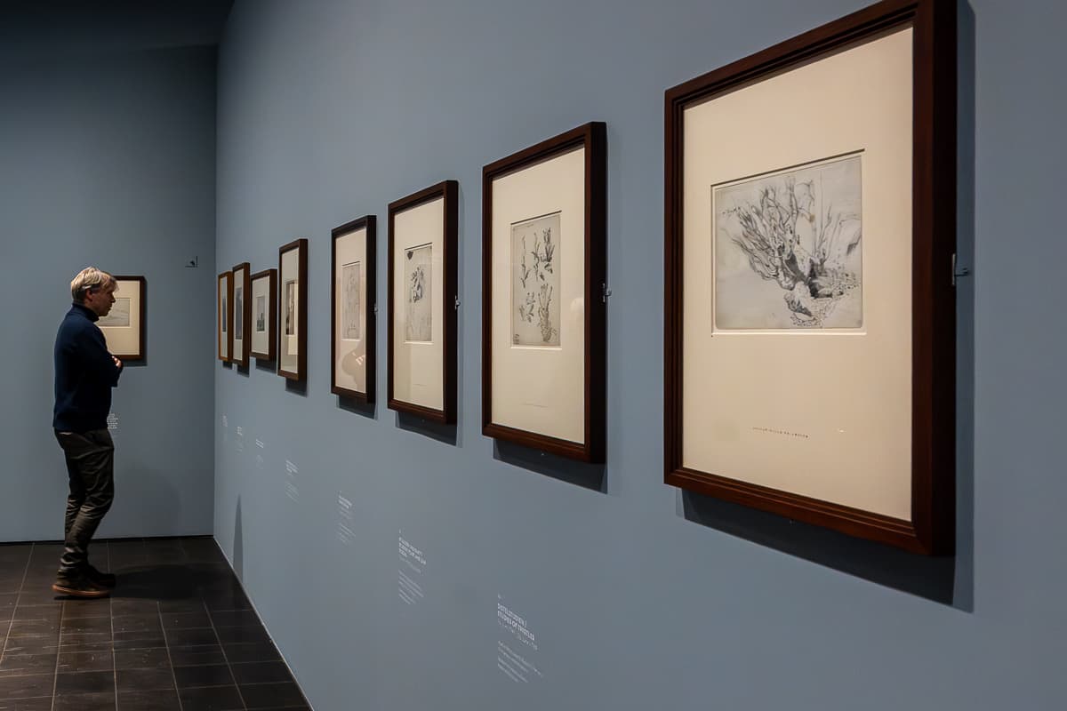 Naturstudien an einer Wand (rechts), in der Ecke zu einer anderen Wand steht ein Mann und betrachtet eines der Bilder. Acht Naturstudien rechts, ein Bild an der Wand hinter dem Mann. 